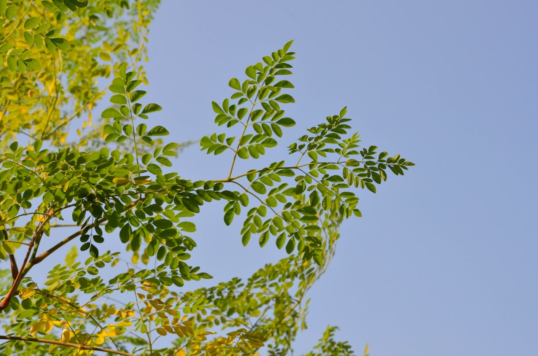 a tree branch with green leaves against a blue sky
